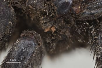 Media type: image;   Entomology 816424 Aspect: thorax lateral